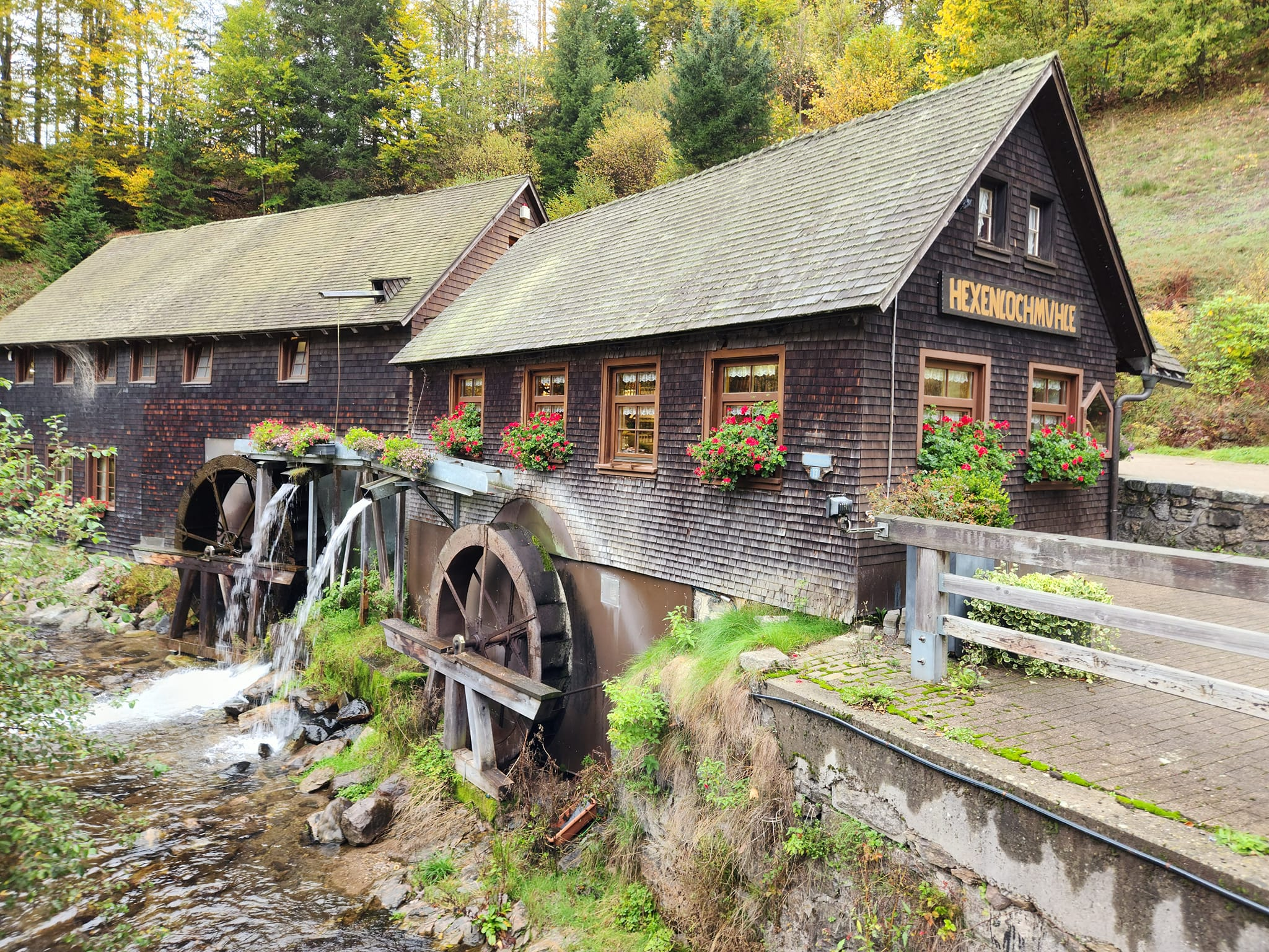 שבוע ביער השחור עם ילדים